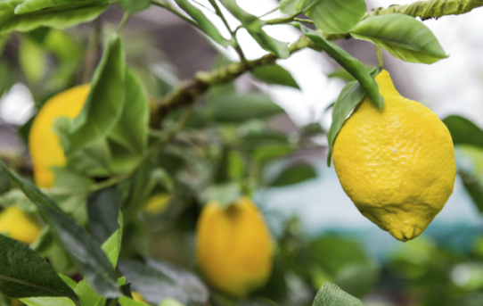 Green & Black: Edible Fruit